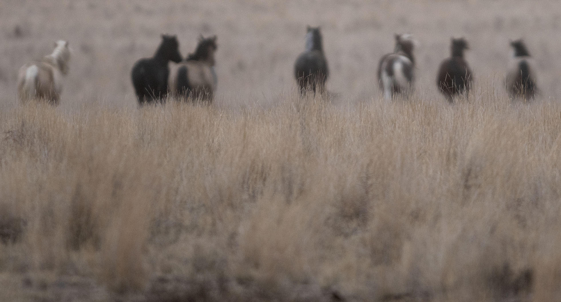 BLM releases 11 horses back into the wild
